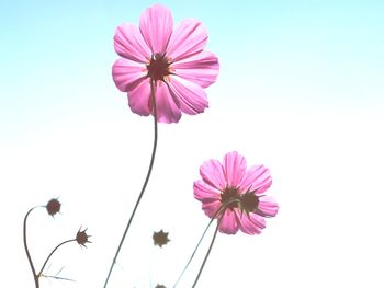 Low angle view of pink cosmos flower against clear sky