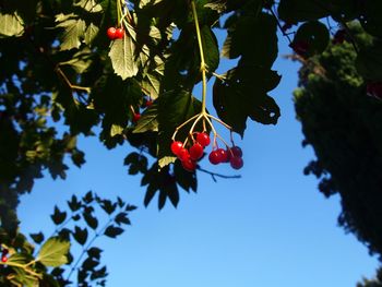 Low angle view of red berries growing on tree against sky
