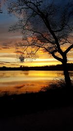 Silhouette of trees at sunset