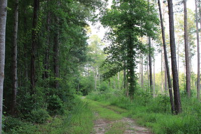 Road amidst trees in forest