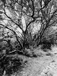 Trees growing on field in forest