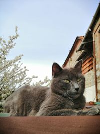 Low angle view of cat resting against the sky