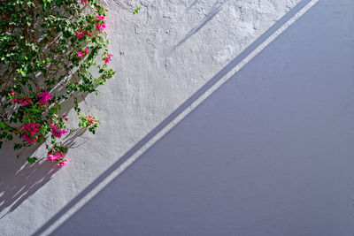 The white wall is covered with flowering plants.