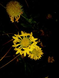 Close-up of yellow flowering plant