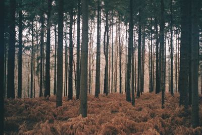 Trees in forest during autumn