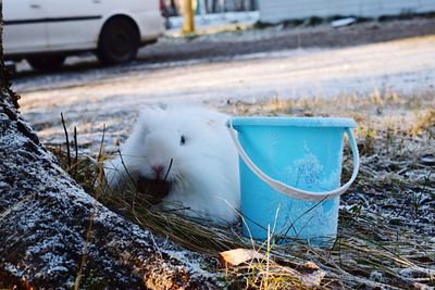 Close-up of horse in grass