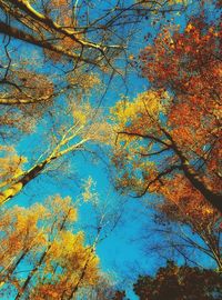 Low angle view of trees during autumn