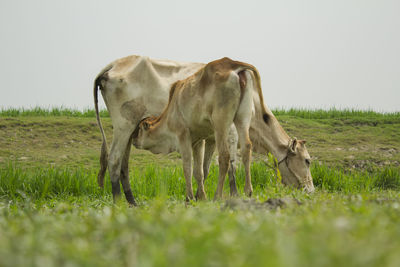 Cow grazing in a field