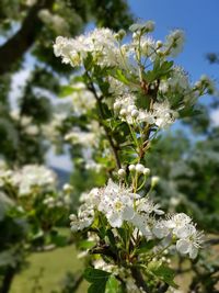 Close-up of white flowering plant