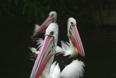 Close-up of pelican