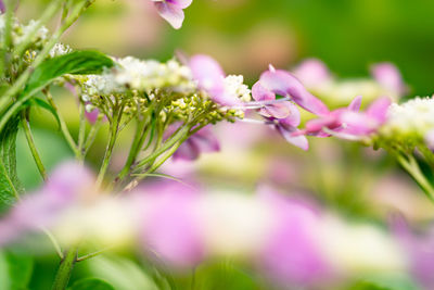 Close-up of pink flowering plant