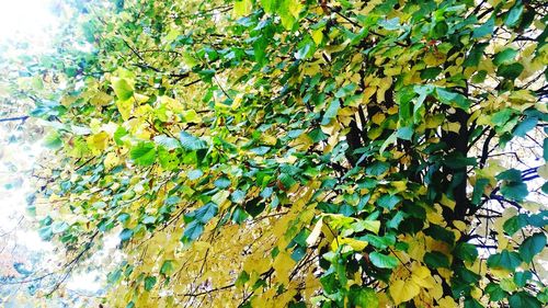 Low angle view of plants