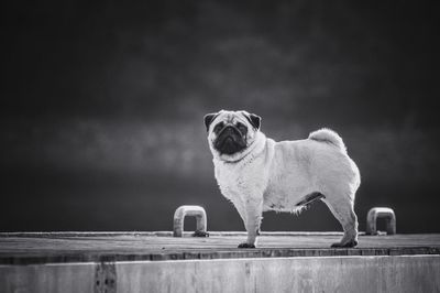 Dog standing against sky