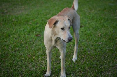 Portrait of dog standing on field