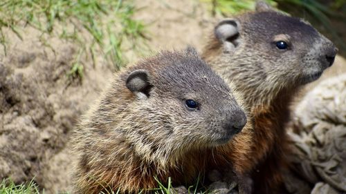 Close-up of cute groundhogs