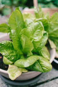 Close-up of fresh green leaves