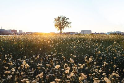 Scenic view of field against clear sky