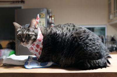 Portrait of cat relaxing on table at home