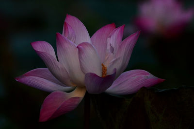 Close-up of pink water lily