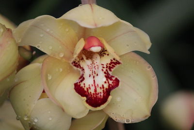 Close-up of wet flowers blooming outdoors