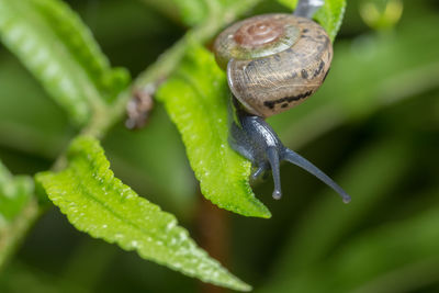 Close-up of snail on plant