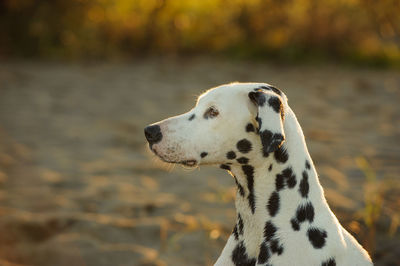 Close-up of dalmatian dog against lake