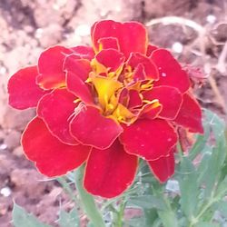 Close-up of red flowers