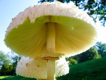 Close-up of mushroom growing on tree against sky