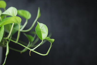 Close-up of green plant