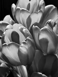 Close-up of tulip