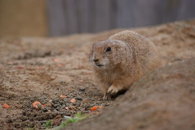 Close-up of prairie dog on ground