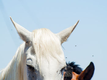 Close-up portrait of horse against clear sky