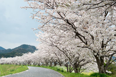 Cherry blossoms growing on trees by road against sky