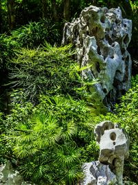 Plants growing on rocks