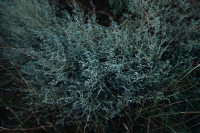 Full frame shot of plants