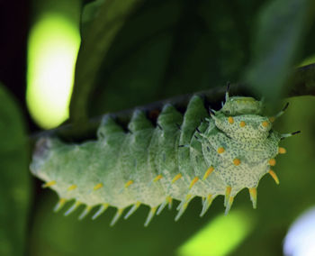 Close-up of green leaves on plant