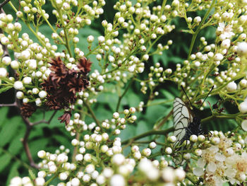 Close-up of insect on flowering plant