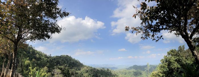 Low angle view of flowering plants against sky