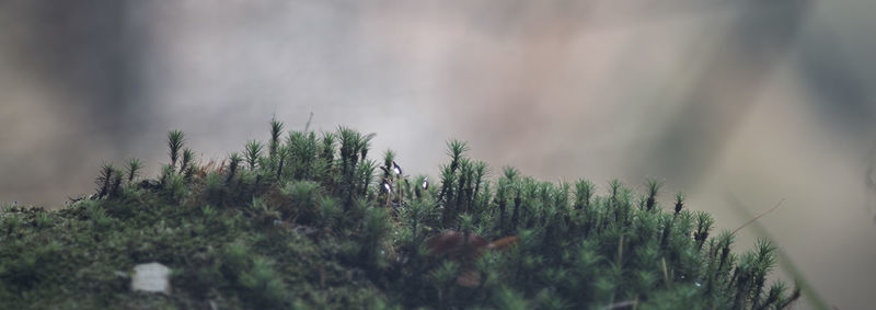 Close-up of pine trees against sky