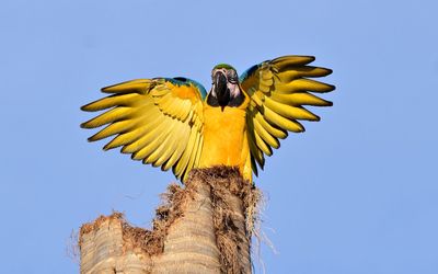 Low angle view of bird perching on tree