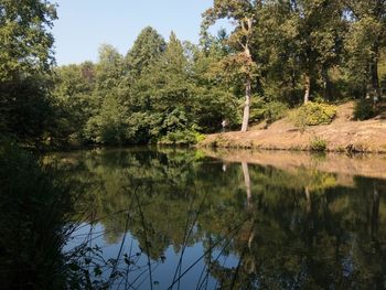 Reflection of trees in lake