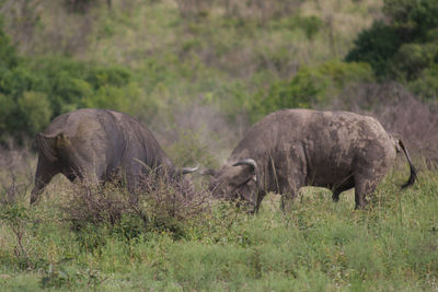 Close up of animals on field