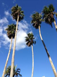 Low angle view of palm trees