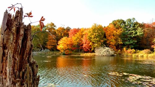 Scenic view of lake by trees during autumn