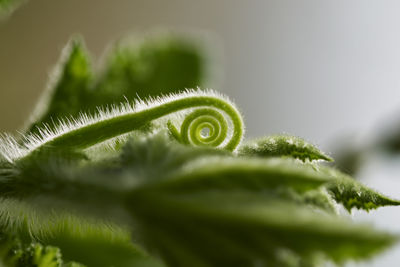 Close-up of fern leaves