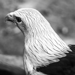 Close-up of a bird