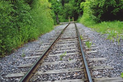 Railroad tracks in forest