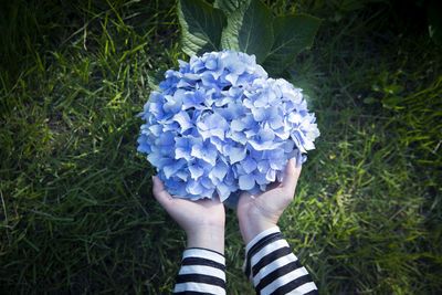 Cropped hands holding purple hydrangeas blooming in park