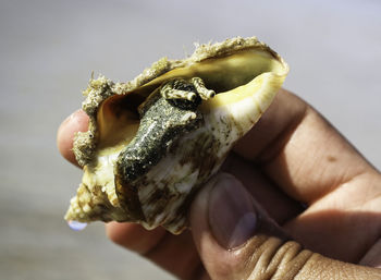 Close-up of hand holding crab