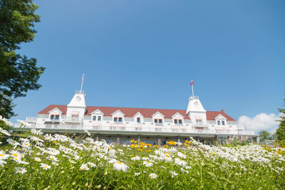 View of flowering plants by building against clear blue sky